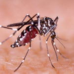 dengue-1190x574
